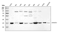 Anti-Annexin IV/ANXA4 Antibody Picoband®