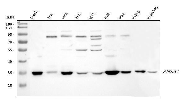 Anti-Annexin IV/ANXA4 Antibody Picoband®