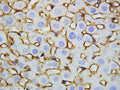 Anti-Annexin V/ANXA5 Antibody Picoband®