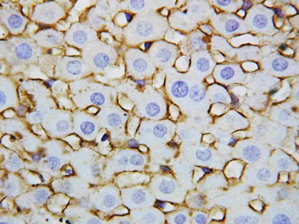 Anti-Annexin V/ANXA5 Antibody Picoband®