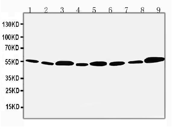 Anti-Apoptosis inhibitor 5/API5 Antibody Picoband®