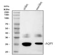 Anti-Aquaporin 1/AQP1 Antibody Picoband®