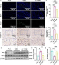 Anti-Apoptosis regulator BAX Bax Antibody Picoband®