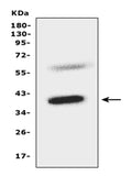 Anti-CCR5 antibody, PA1016, Western blotting
All lanes: Anti CCR5 (PA1016) at 0.5ug/ml
WB: Mouse Liver Tissue Lysate at 50ug
Predicted bind size: 40KD
Observed bind size: 40KD