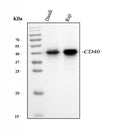 Anti-CD40 Antibody Picoband®
