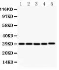 Anti-CD40L/CD40LG Antibody Picoband®