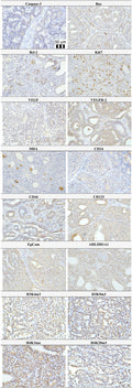 Anti-CD44 antigen CD44 Antibody Picoband®