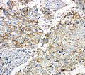 Anti-Connexin 43/GJA1 Antibody Picoband®