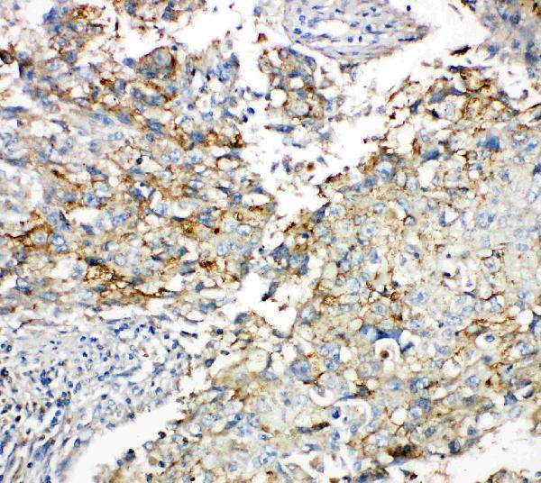 Anti-Connexin 43/GJA1 Antibody Picoband®