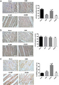 Anti-Connexin 43/GJA1 Antibody Picoband®