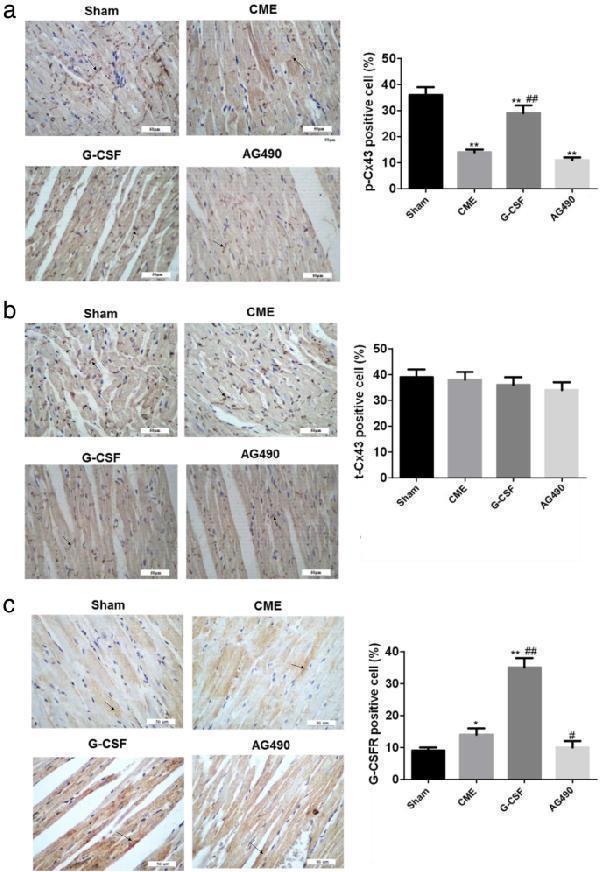 Anti-Connexin 43/GJA1 Antibody Picoband®