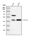 Anti-CXCR2 Antibody Picoband®