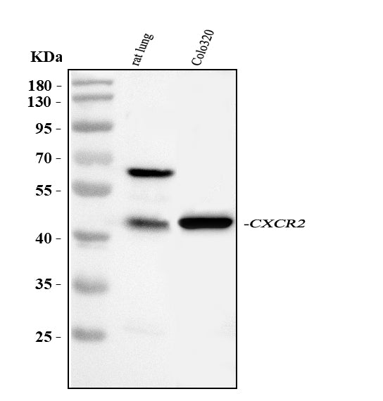Anti-CXCR2 Antibody Picoband®