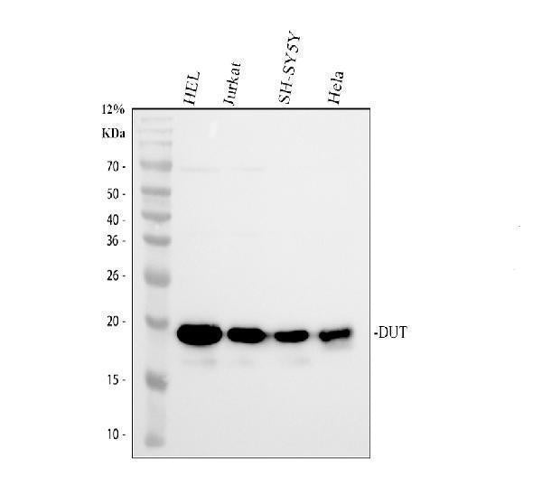 Anti-DUT Antibody Picoband®