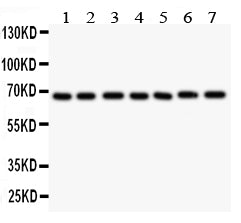 Anti-GAD67/GAD1 Antibody Picoband®