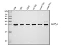 Anti-GST3/GST pi/GSTP1 Antibody Picoband®