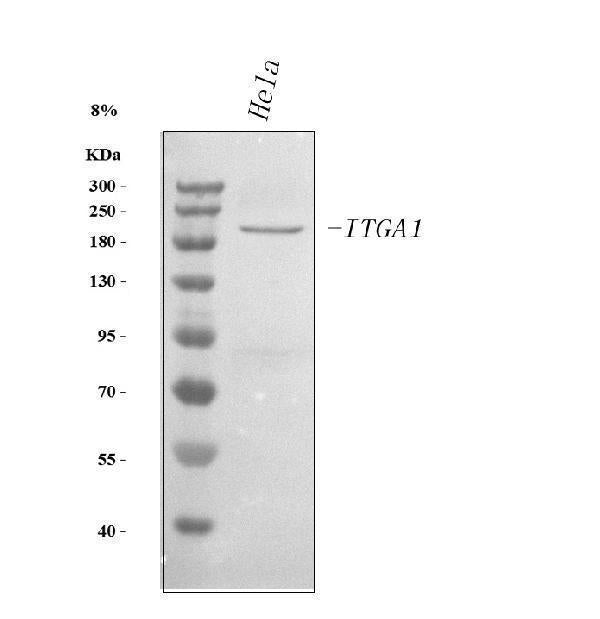 Anti-Integrin alpha 1/ITGA1 Antibody Picoband®