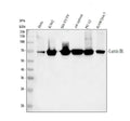 Anti-Lamin B1/LMNB1 Antibody Picoband®