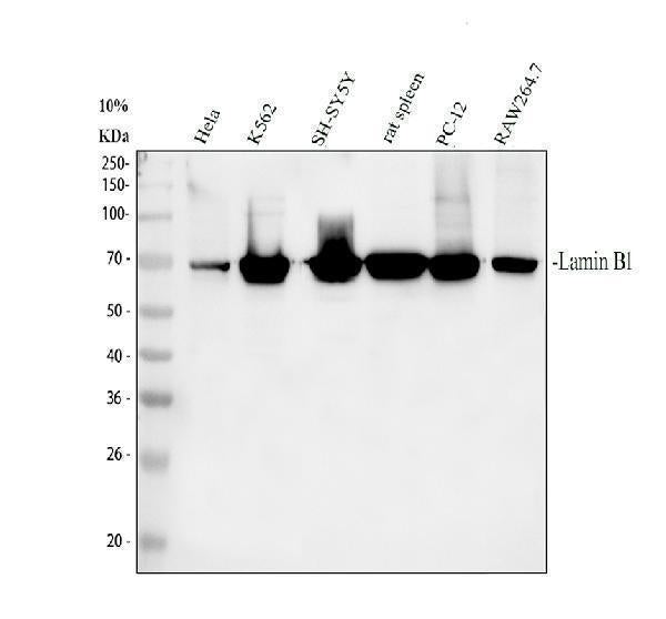 Anti-Lamin B1/LMNB1 Antibody Picoband®