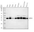 Anti-MAPK1/3 Antibody Picoband®