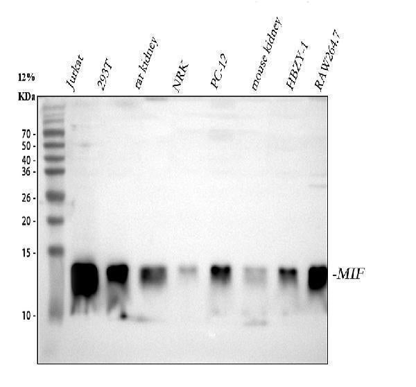 Anti-MIF Antibody Picoband®
