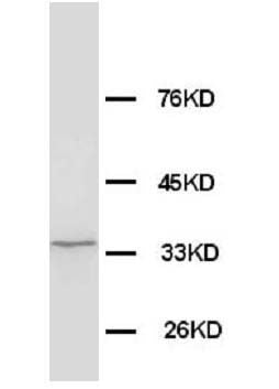 Anti-Morg1 antibody, PA1053, Western blotting
WB: Rat Brain Tissue Lysate