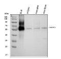 Anti-Myeloperoxidase/MPO Antibody Picoband®