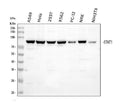 Anti-STAT1 Antibody Picoband®