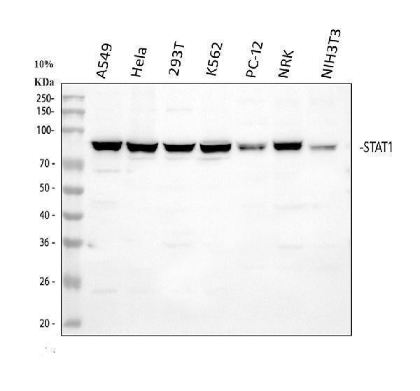 Anti-STAT1 Antibody Picoband®