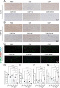 Anti-TNF alpha Antibody Picoband®