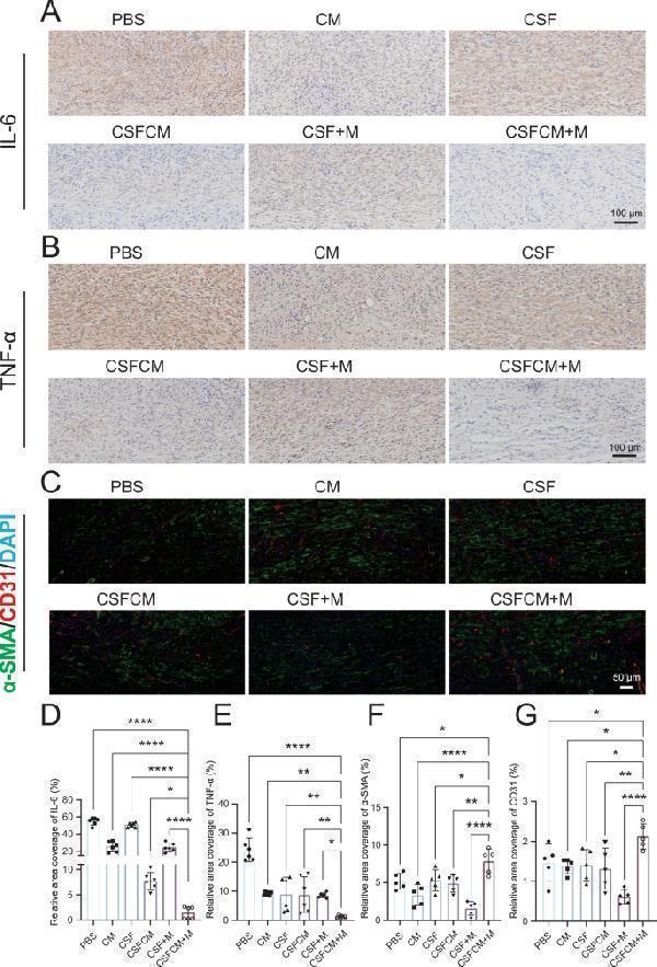 Anti-TNF alpha Antibody Picoband®