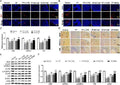 Anti-VEGF/VEGFA Antibody Picoband®