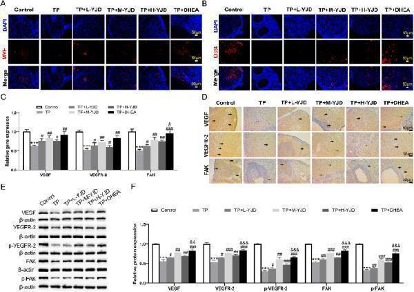 Anti-VEGF/VEGFA Antibody Picoband®