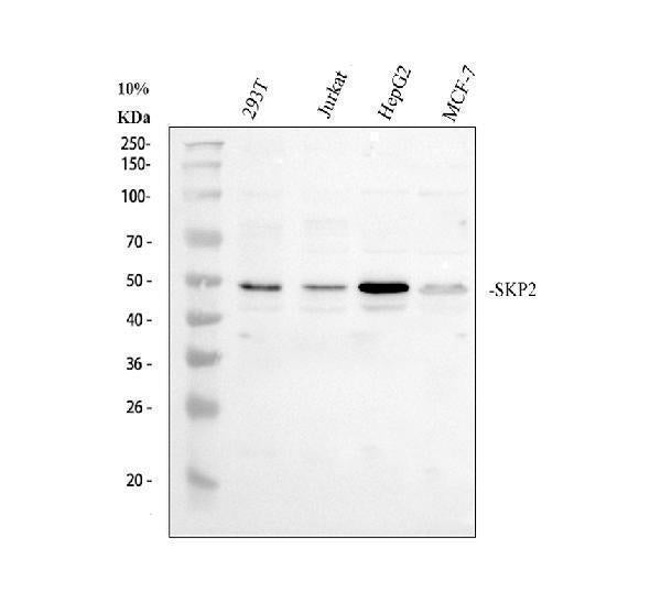 Anti-SKP2 Antibody Picoband®