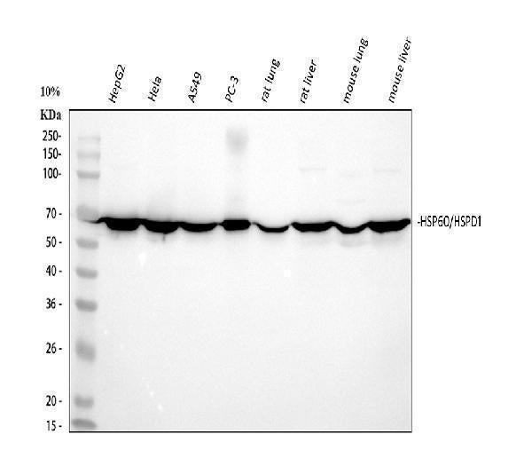 Anti-HSP60/HSPD1 Antibody Picoband®