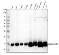Anti-Cytochrome C/CYCS Antibody Picoband®