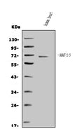 Anti-Matrix metalloproteinase-16 MMP16 Antibody Picoband®