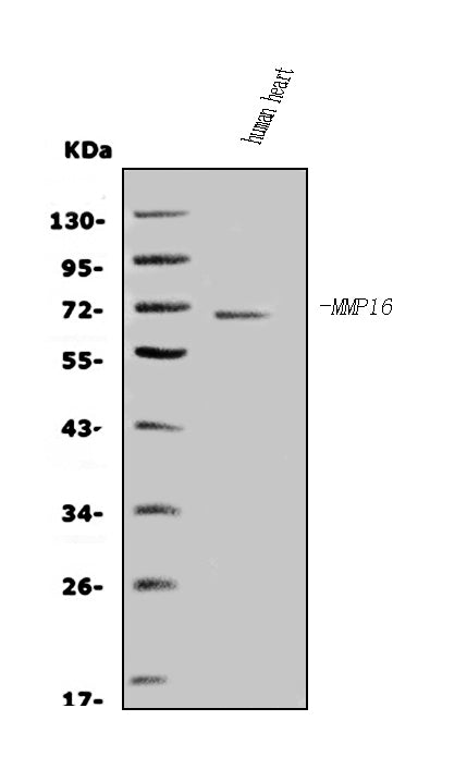 Anti-Matrix metalloproteinase-16 MMP16 Antibody Picoband®