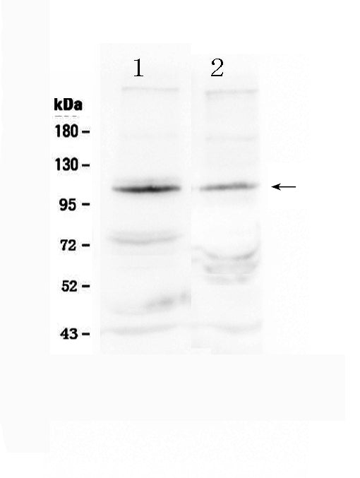 Anti-HIF-2-alpha/EPAS1 Antibody Picoband®