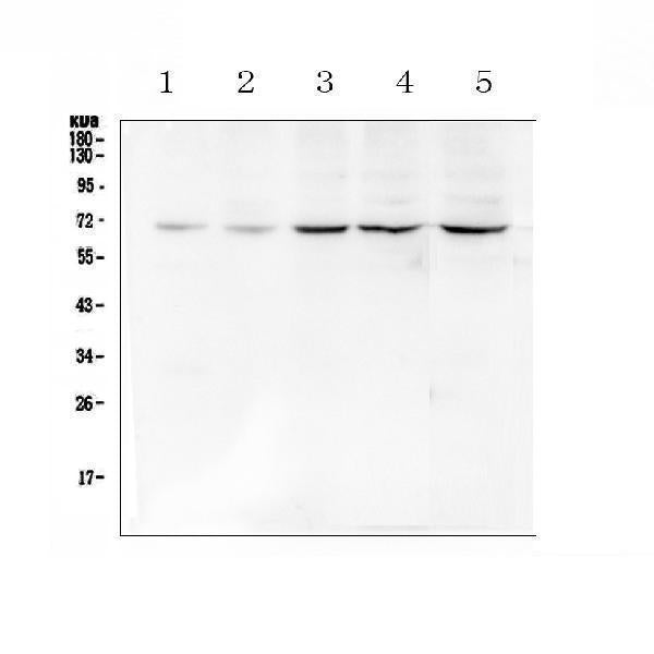 Anti-Chk2/CHEK2 Antibody Picoband®