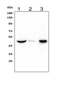 Anti-Histamine H3 receptor HRH3 Antibody Picoband®