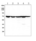 Anti-Hsp70/HSPA1A/HSPA1B Antibody Picoband®