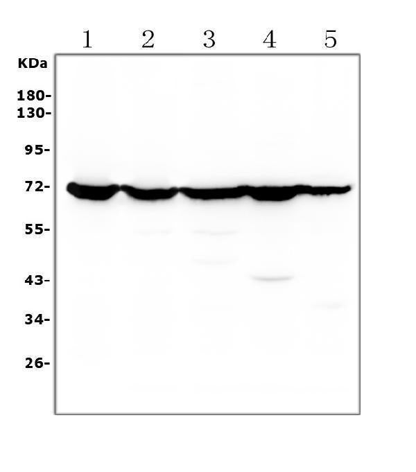 Anti-Hsp70/HSPA1A/HSPA1B Antibody Picoband®