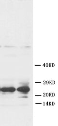 Anti-Fibroblast growth factor 8 FGF8 Antibody Picoband®