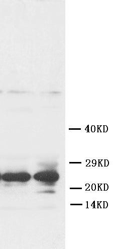 Anti-Fibroblast growth factor 8 FGF8 Antibody Picoband®