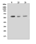 Anti-RUNX2 Antibody Picoband®