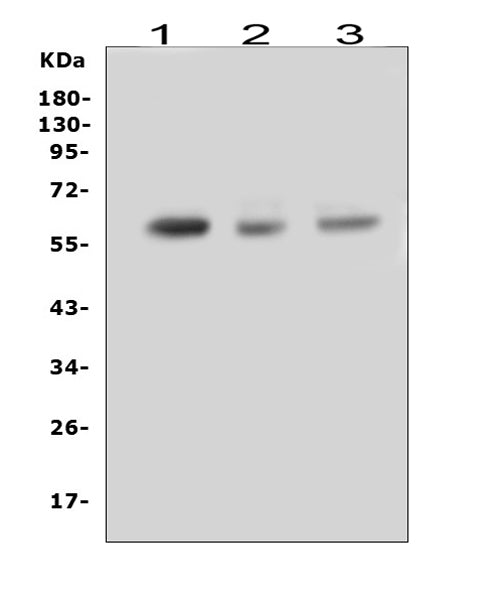 Anti-RUNX2 Antibody Picoband®