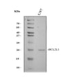 Anti-Bcl-XS/BCL2L1 Antibody Picoband®