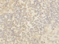 Anti-Cullin 4B/CUL4B Antibody Picoband®