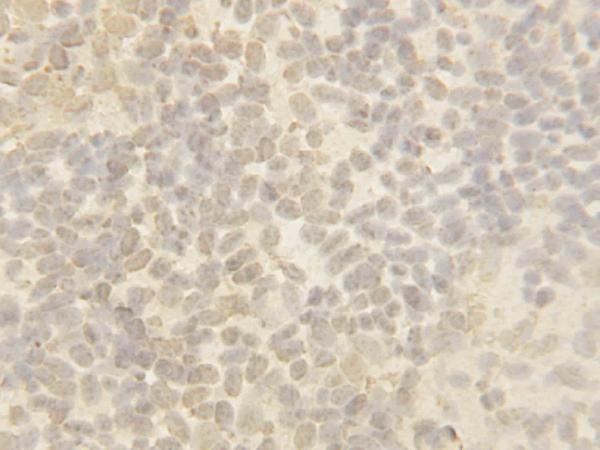 Anti-Cullin 4B/CUL4B Antibody Picoband®